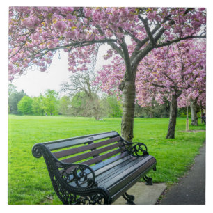 Bench and cherry blossom view ceramic tile