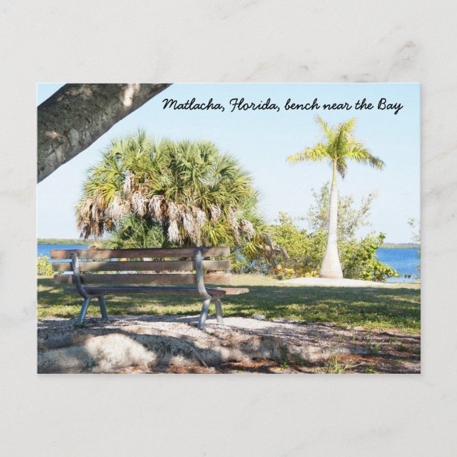 Bench Palm Tree Bay Matlacha Florida Postcard (Front)