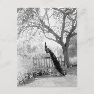 Bench Peacock Postcard