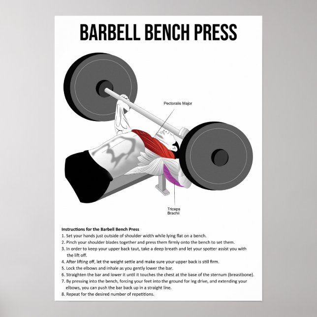 Bench Press - Exercise - Muscle Anatomy Chart (Front)