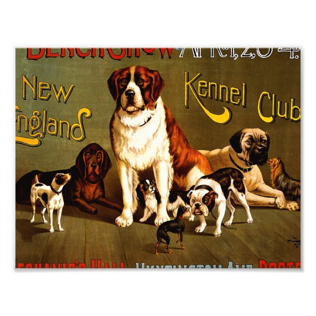 Bench Show. New England Kennel Club Photo Print (Front)