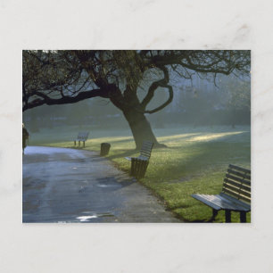 Bench, tree, Regents Park, London, England Postcard