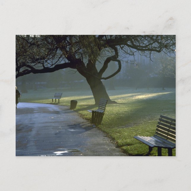 Bench, tree, Regents Park, London, England Postcard (Front)