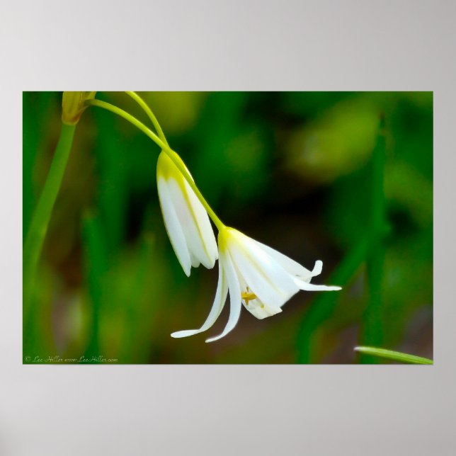 "Bending with Grace" False Garlic Poster (Front)