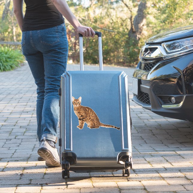Bengal Cat  (Suitcase Insitu)