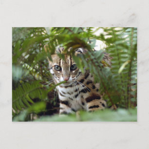 Bengal Cat 022 Postcard
