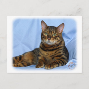 Bengal Cat 9W052D-018 Postcard