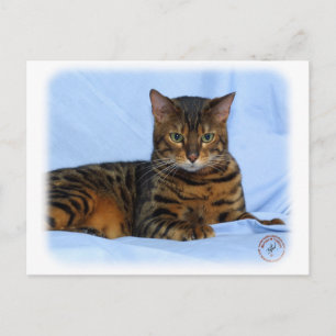 Bengal Cat 9W052D-023 Postcard