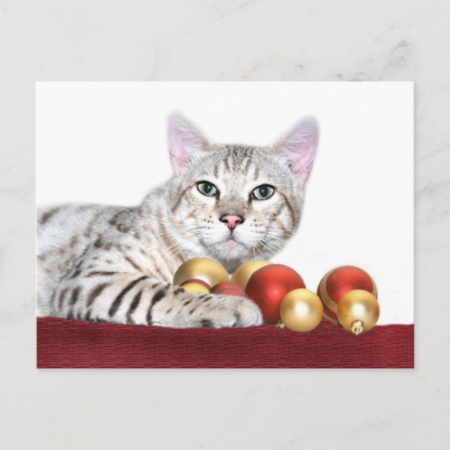 Bengal cat Christmas Holiday Postcard (Front)
