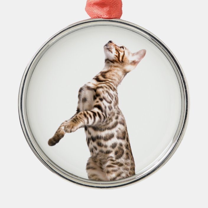 Bengal Cat Christmas Ornament Zazzle.co.uk