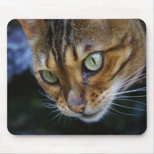 Bengal Cat Close-Up Mouse Mat