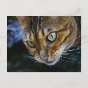 Bengal Cat Close-Up Postcard