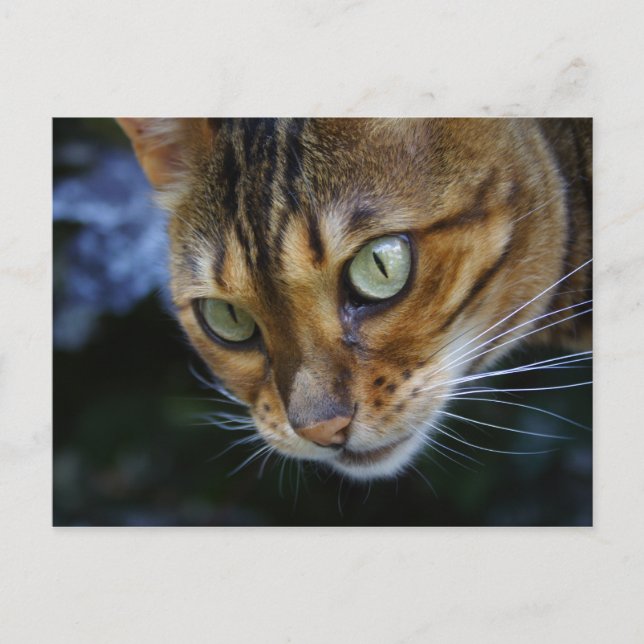 Bengal Cat Close-Up Postcard (Front)