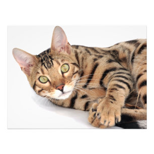 Bengal cat lying down photo print