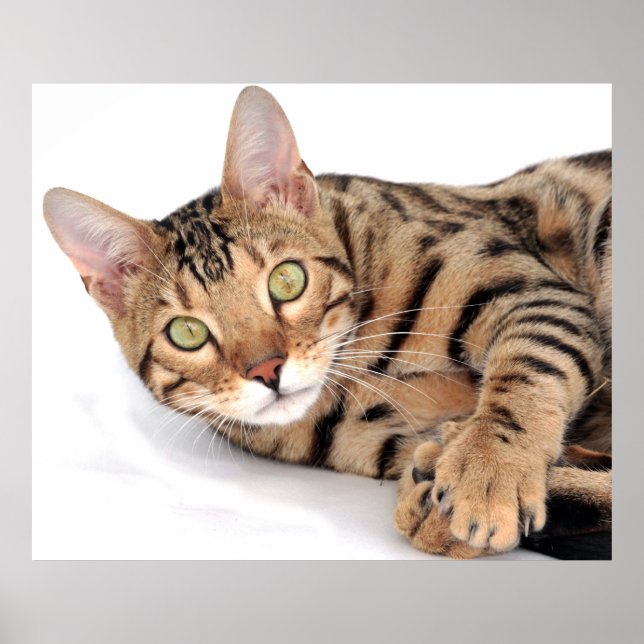 Bengal cat lying down poster (Front)
