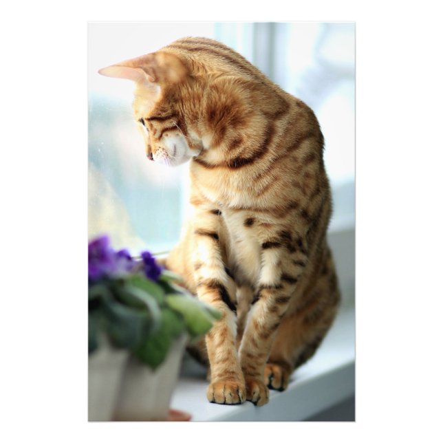 Bengal cat portrait photo print (Front)