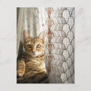 Bengal Cat Postcard