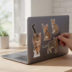 Bengal Cat Stickers