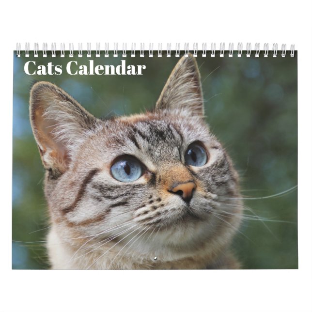 Bengal Cats 2026 Calendar (Cover)