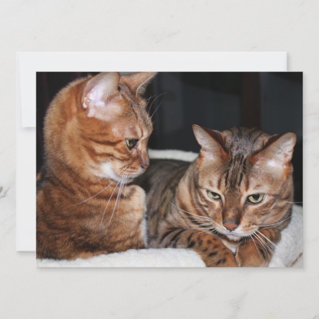 Bengal Cats Add Your Own Meme Greetings Holiday Card (Front)