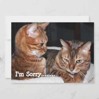Bengal Cats "I'm Sorry....." Greetings Holiday Card