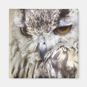 Bengal Eagle Owl Magnet
