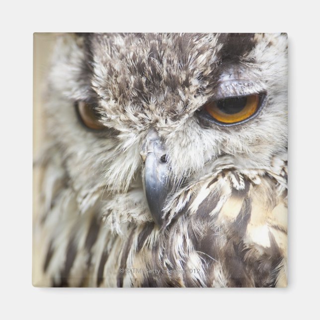 Bengal Eagle Owl Magnet (Front)