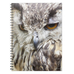 Bengal Eagle Owl Notebook