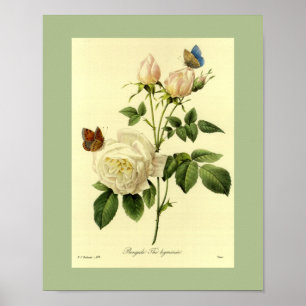 Bengal Rose 16 X 20 Poster