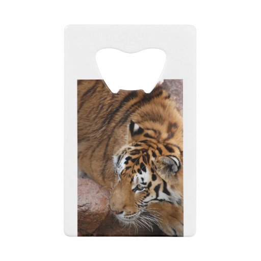 Image of Bengal Tiger