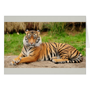 Bengal Tiger