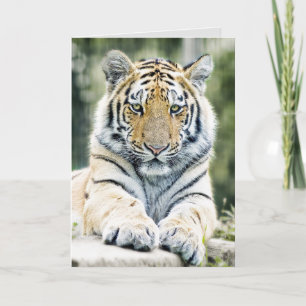 BENGAL TIGER ART BIRTHDAY GREETING CARDS
