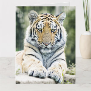 BENGAL TIGER ART BIRTHDAY OVERSIZED GREETING CARD