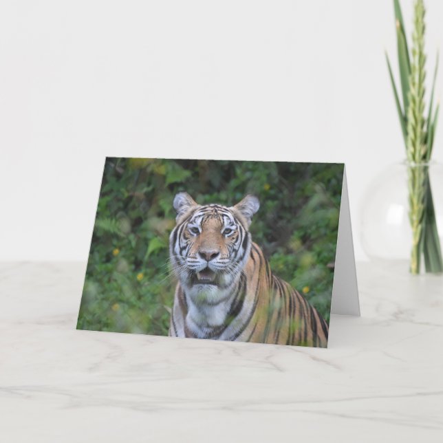 Bengal Tiger Card (Front)