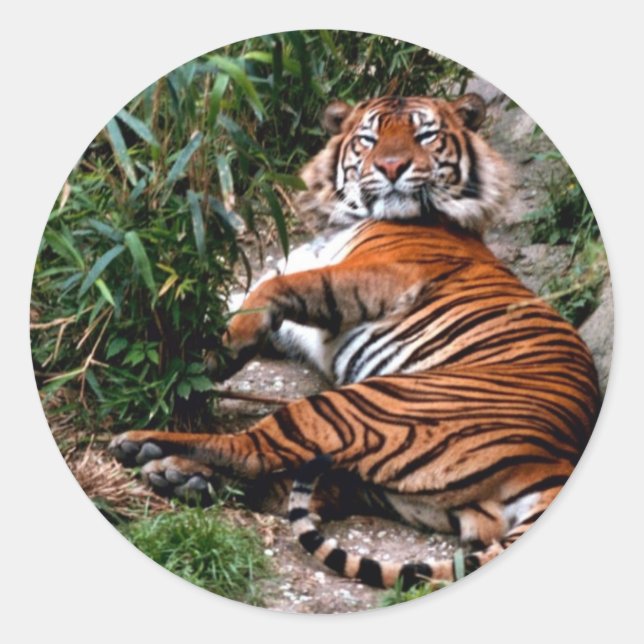 Bengal Tiger Classic Round Sticker (Front)