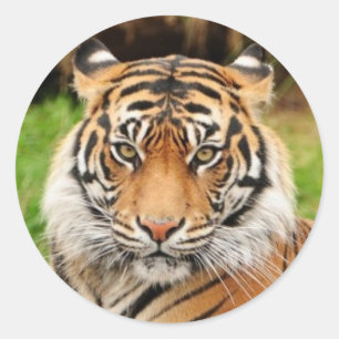 Bengal Tiger Classic Round Sticker