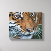 Bengal Tiger Close Up Africa