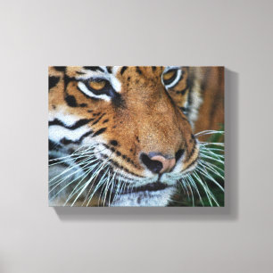 Bengal Tiger Close Up Africa Canvas Print