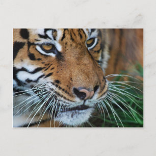 Bengal Tiger Close Up Africa Postcard
