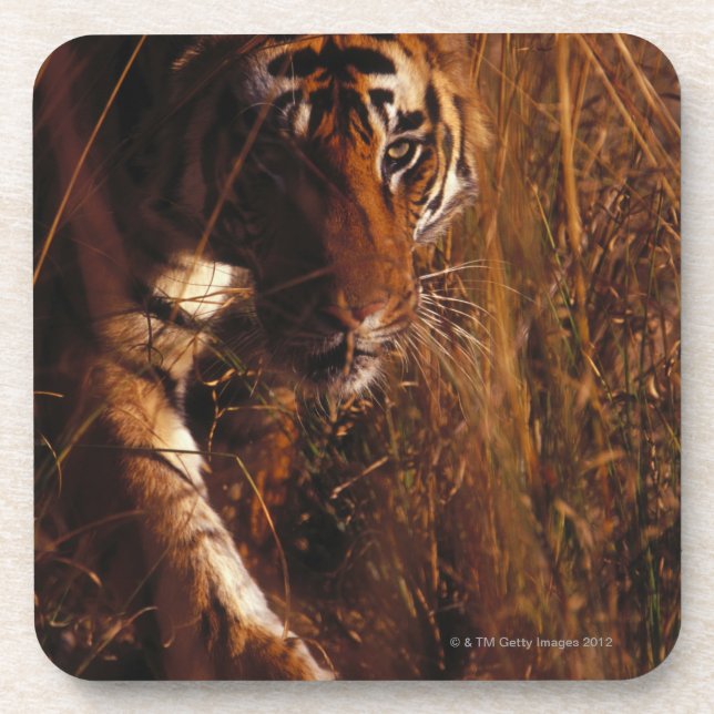 Bengal Tiger Coaster (Front)