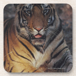 Bengal Tiger Cub Coaster