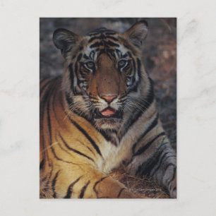 Bengal Tiger Cub Postcard