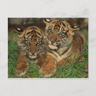 Bengal Tiger Cubs Postcard