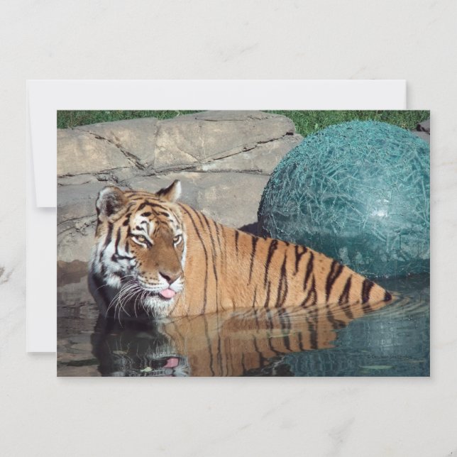 Bengal Tiger Customisable Announcement (Front)