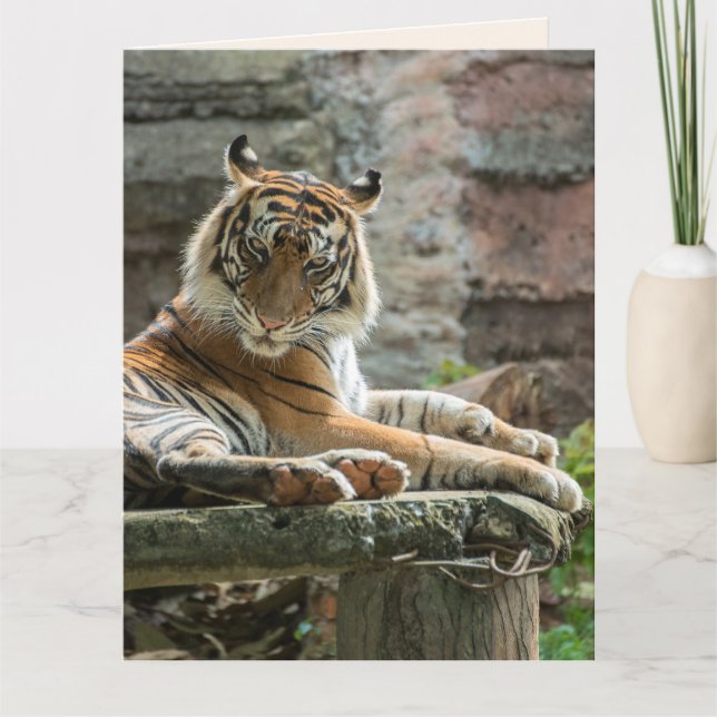 BENGAL TIGER GET WELL SOON Greeting Cards (Front)