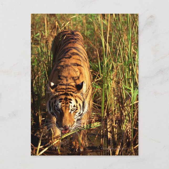 Bengal tiger in wetlands postcard (Front)