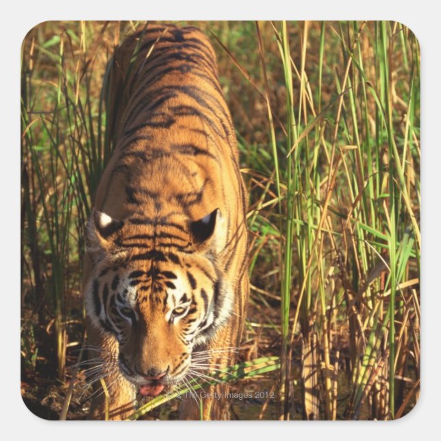 Bengal tiger in wetlands square sticker (Front)