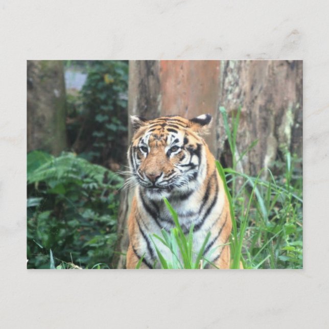 Bengal Tiger, India Postcard (Front)