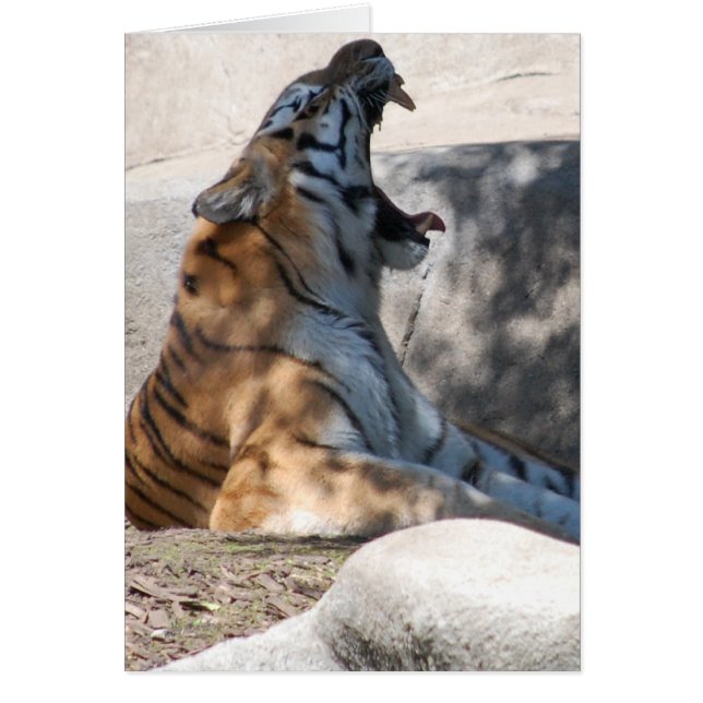 Bengal Tiger Love (Front)