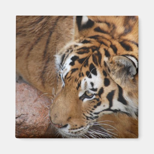 Image of Bengal Tiger Magnet